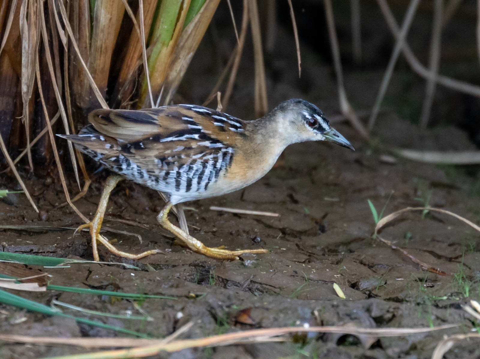 image Yellow-breasted Crake